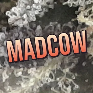 Madcow Cannabis Strain