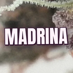 Madrina Cannabis Strain