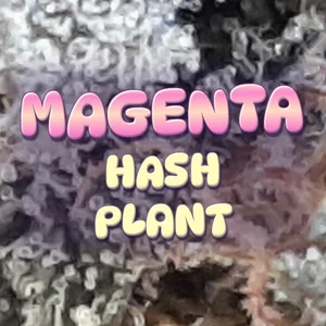 Magenta Hash Plant Cannabis Strain