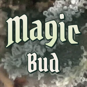Magic Bud Cannabis Strain