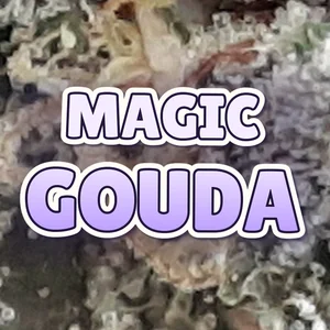 Magic Gouda Cannabis Strain