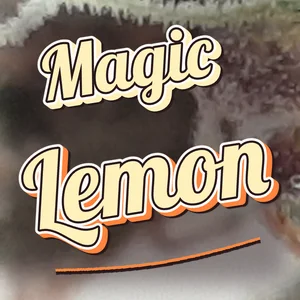 Magic Lemon Cannabis Strain