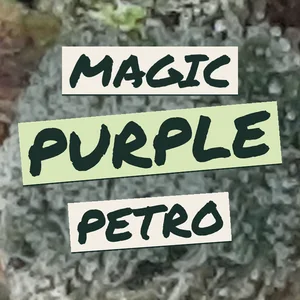 Magic Purple Petro Cannabis Strain