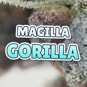 Magilla Gorilla Cannabis Strain