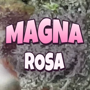 Magna Rosa Cannabis Strain