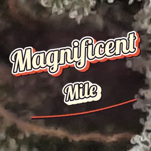 Magnificent Mile Cannabis Strain