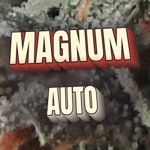 Magnum Auto Cannabis Strain