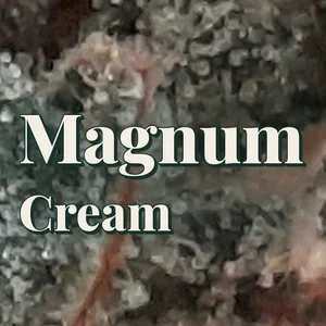 Magnum Cream Cannabis Strain