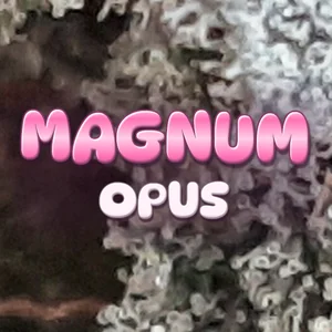 Magnum Opus Cannabis Strain