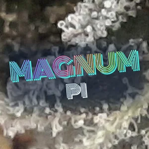 Magnum PI Cannabis Strain