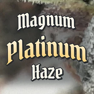 Magnum Platinum Haze Cannabis Strain