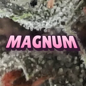 Magnum Cannabis Strain