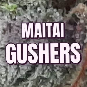 Maitai Gushers Cannabis Strain