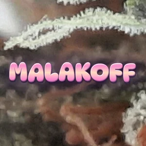 Malakoff Cannabis Strain