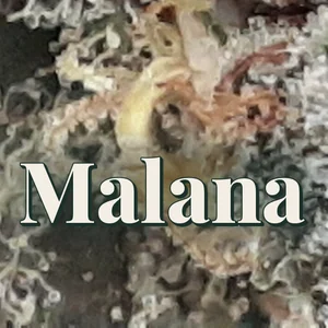 Malana Cannabis Strain