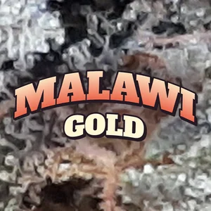 Malawi Gold Cannabis Strain