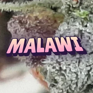 Malawi Cannabis Strain