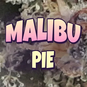 Malibu Pie Cannabis Strain