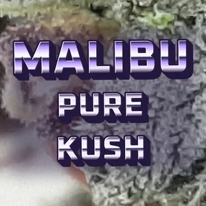 Malibu Pure Kush Cannabis Strain