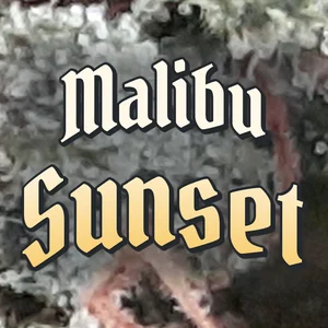 Malibu Sunset Cannabis Strain