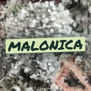 Malonica Cannabis Strain