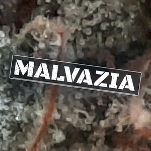 Malvazia Cannabis Strain