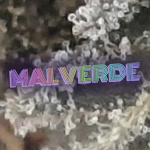 Malverde Cannabis Strain