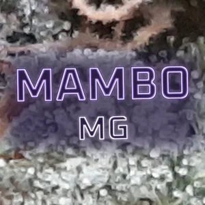 Mambo MG Cannabis Strain