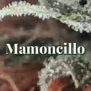Mamoncillo Cannabis Strain
