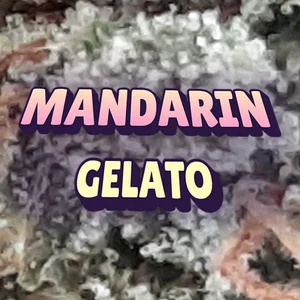 Mandarin Gelato Cannabis Strain