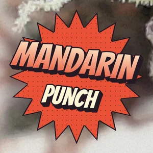 Mandarin Punch Cannabis Strain