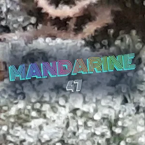 Mandarine 47 Cannabis Strain