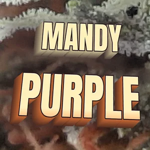 Mandy Purple Cannabis Strain