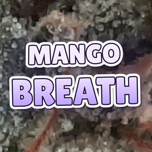 Mango Breath Cannabis Strain