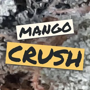 Mango Crush Cannabis Strain