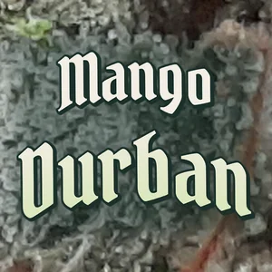 Mango Durban Cannabis Strain