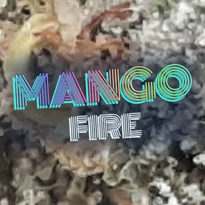 Mango Fire Cannabis Strain