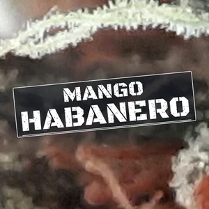 Mango Habanero Cannabis Strain