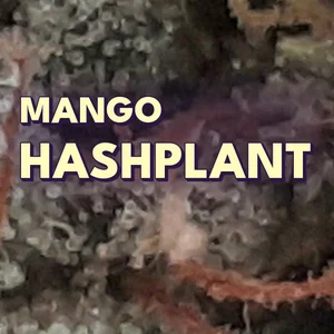 Mango Hashplant Cannabis Strain