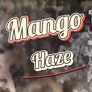 Mango Haze Cannabis Strain