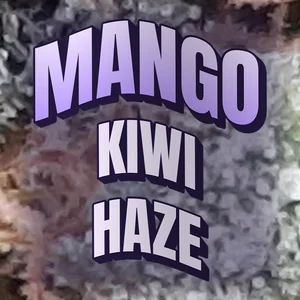 Mango Kiwi Haze Cannabis Strain