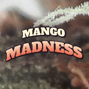 Mango Madness Cannabis Strain