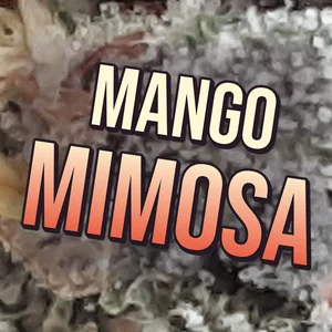 Mango Mimosa Cannabis Strain