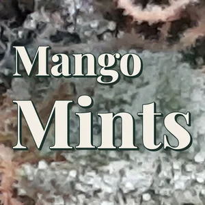 Mango Mints Cannabis Strain