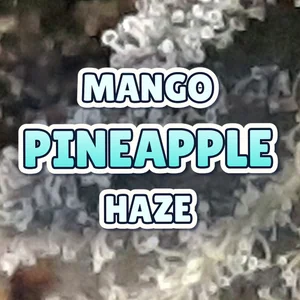Mango Pineapple Haze Cannabis Strain