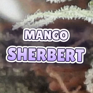 Mango Sherbert Cannabis Strain