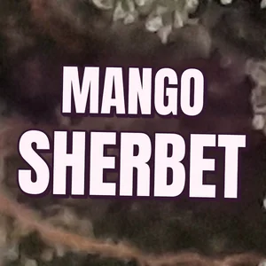 Mango Sherbet Cannabis Strain