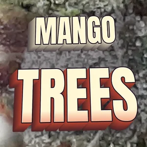 Mango Trees Cannabis Strain