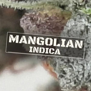 Mangolian Indica Cannabis Strain
