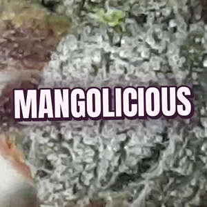 Mangolicious Cannabis Strain
